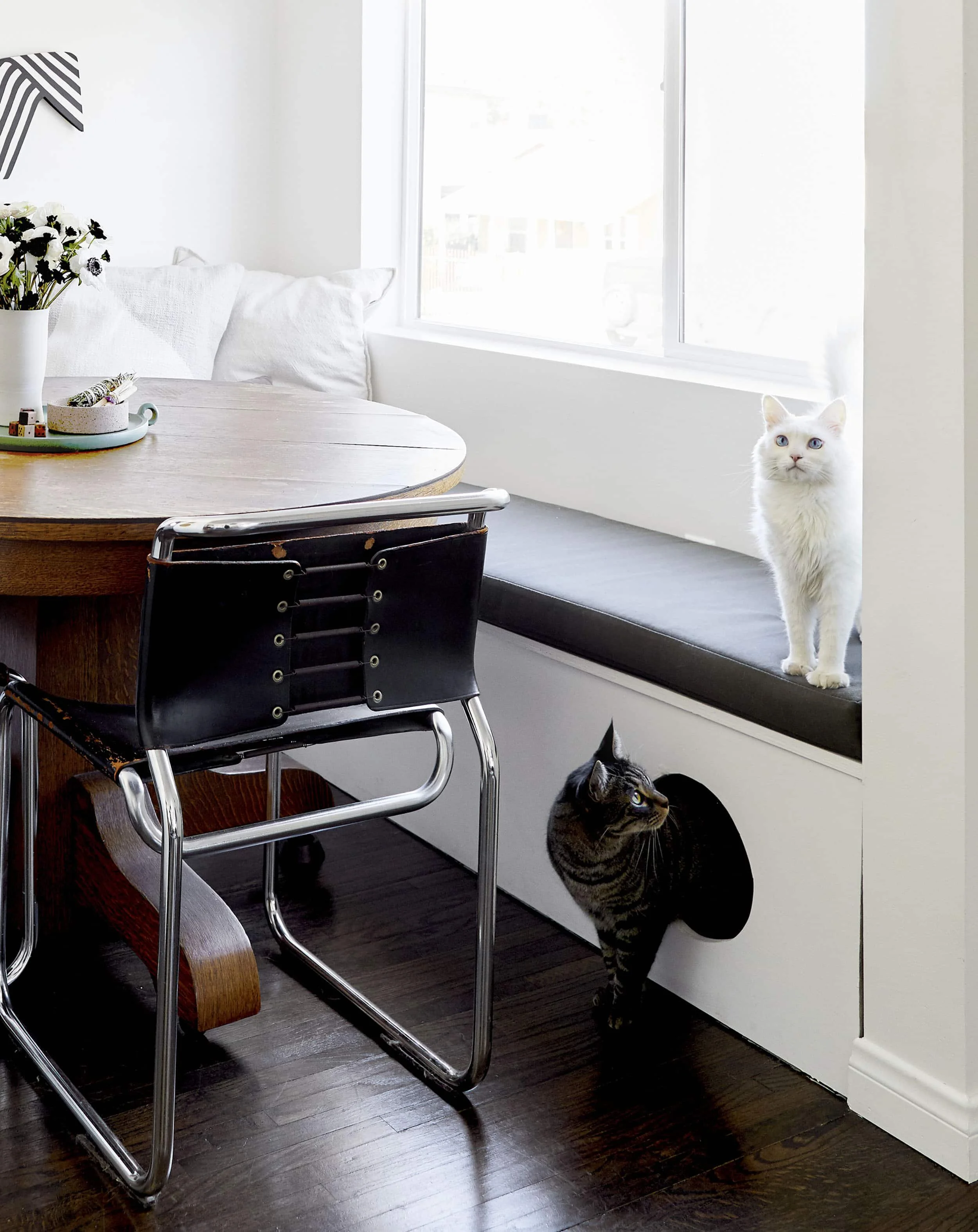 Pet-Friendly Home Renovation Ideas - Gryphon Builders