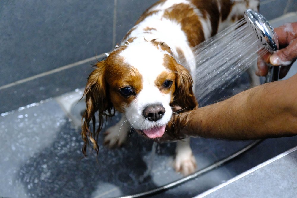 Doggy Spa at Home How to Design a Luxurious Dog Wash Station in Your