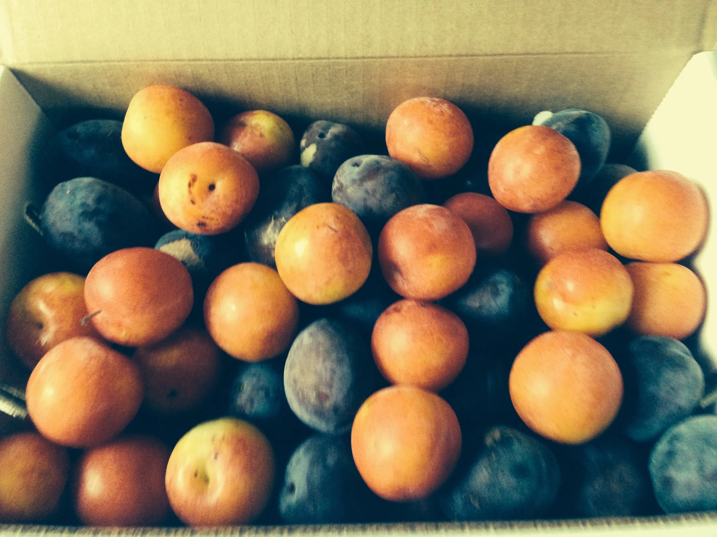 Assorted plum box.jpg