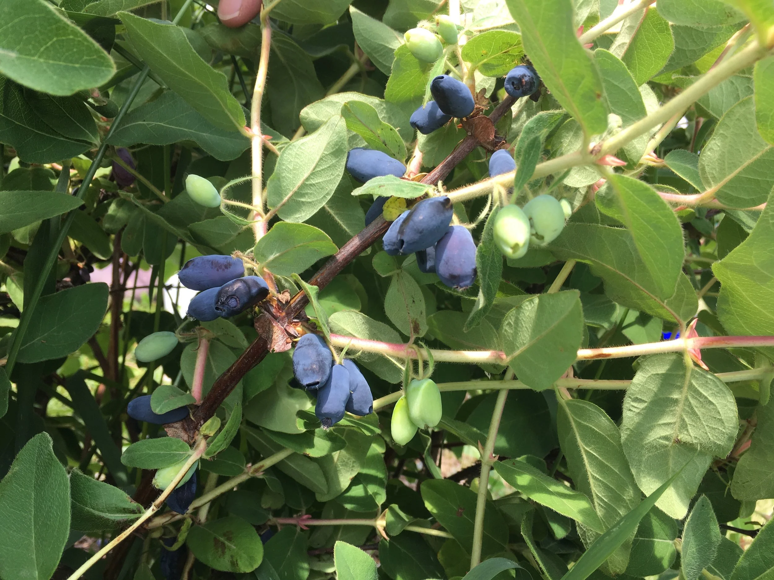 honeyberries2.jpg