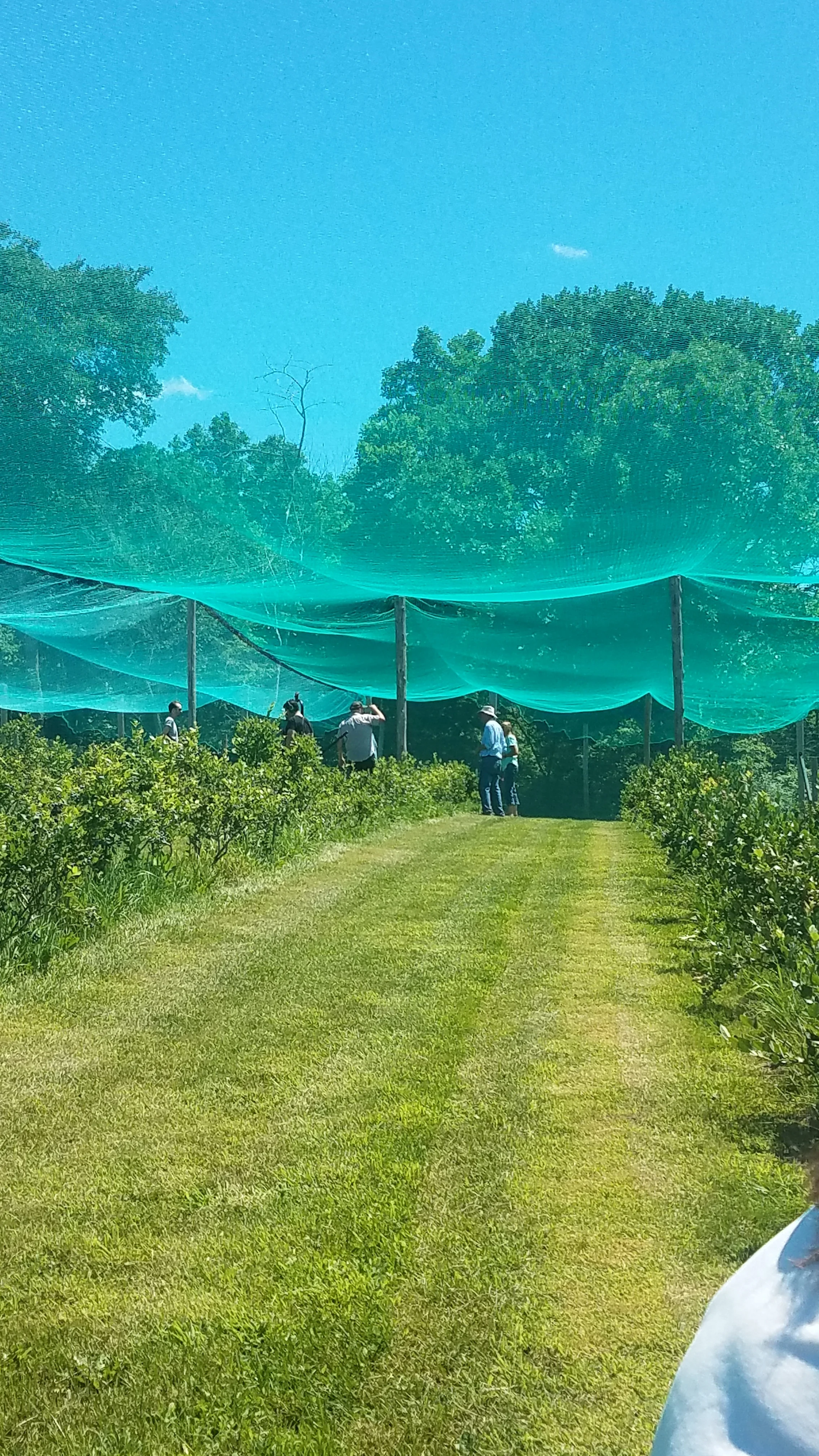 Overhead Netting from Inside the Netting.jpg