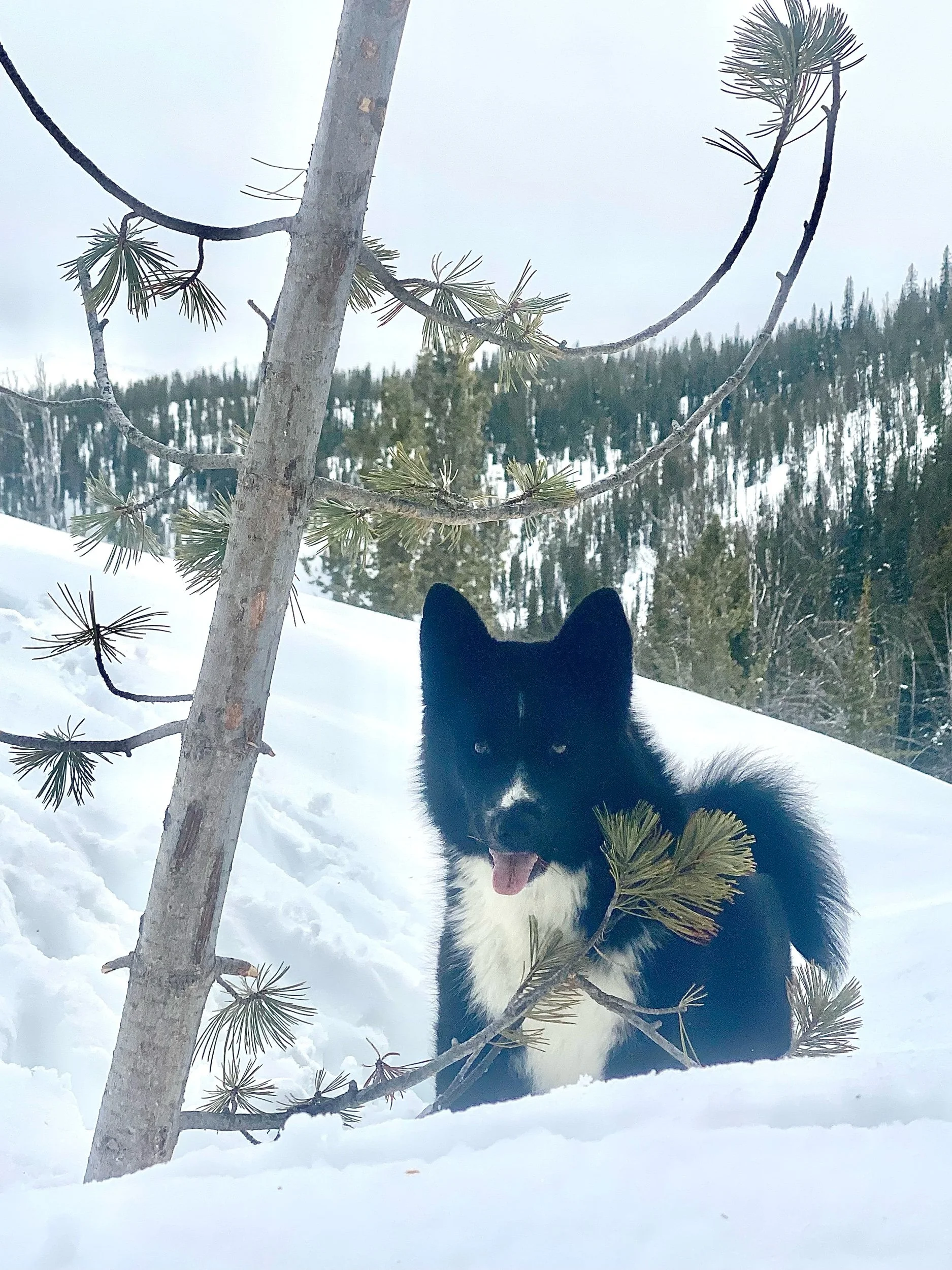 Karelian Bear Dog in the snow at Elev8150, 8,150 feet, Anaconda Montana
