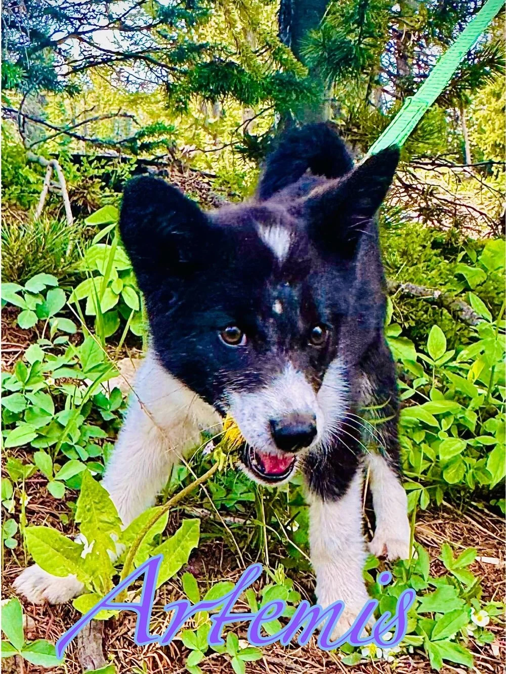 lil puppy that I have adopted, first animal I&rsquo;ve had since Zenyatta crossed the rainbow bridge. This baby girl is Artemis, 3 month old Karelian Bear Dog. She&rsquo;s a very happy and bouncy baby, and I love her so much already. Ever since I met