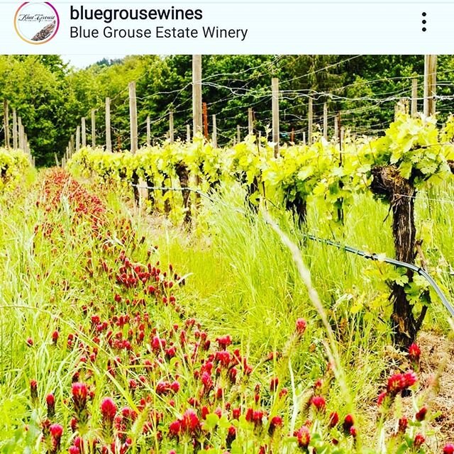 The cover crops at Blue Grouse Winery. #winetasting #wine #gabriolaisland #bluegrouse #Cowichan #cowichanvalley #winelearning