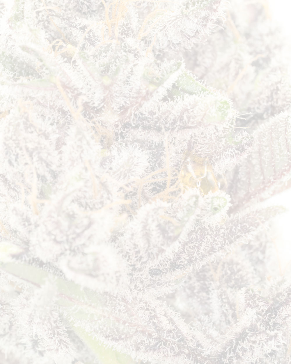 Marionberry-Kush-resin-pocket--(1-of-1).jpg