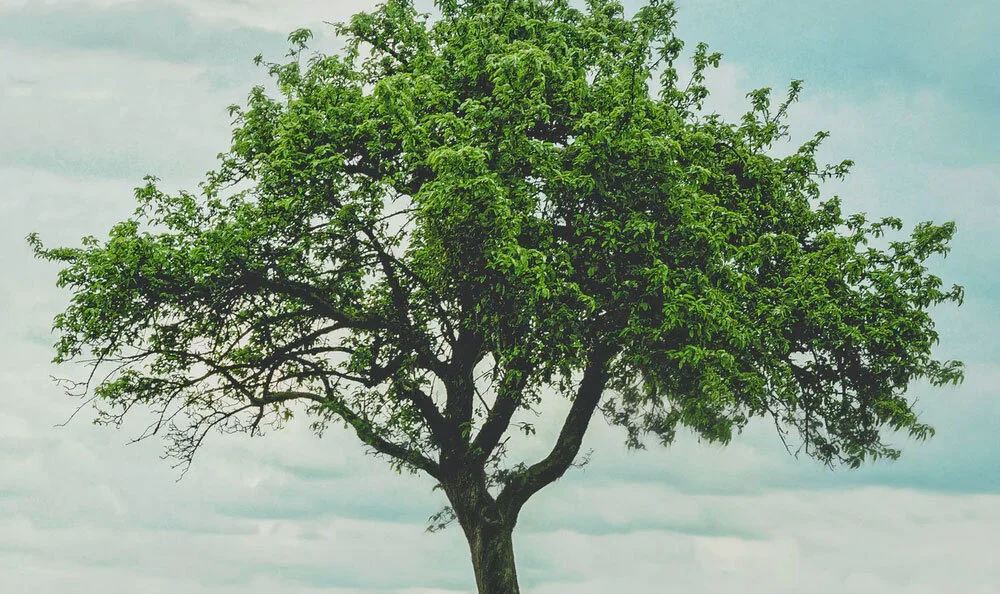 Stop Waiting. Start Planting.