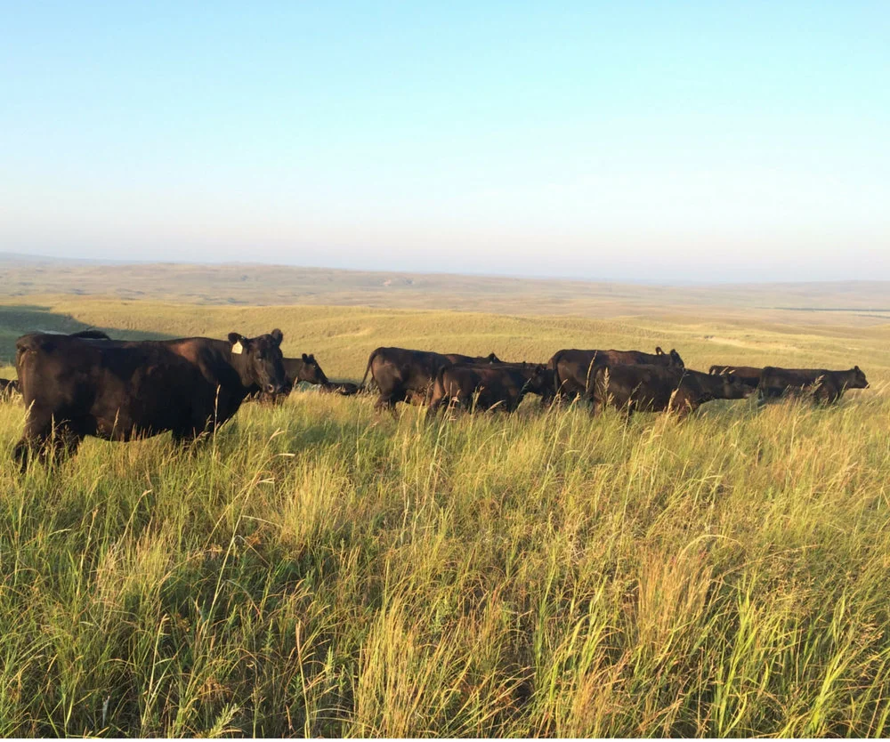 Private Treaty Cattle For Sale Connealy Marketing Verified