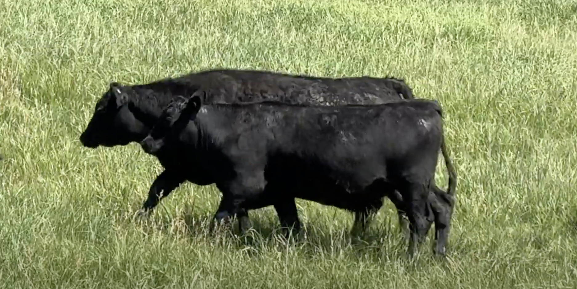 Lot 1221 - Blakeman Cattle LLC - 140hd - 850# Yearling Fall Steers - Merna, NE *NHTC/Angus Verified*