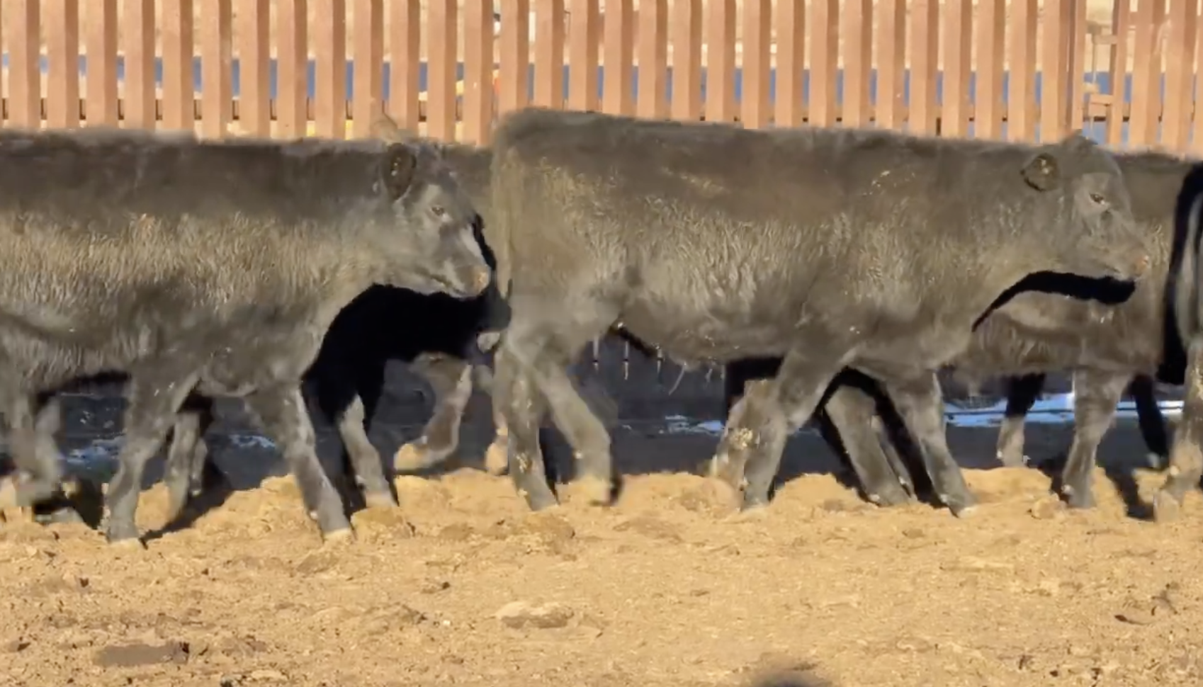 Lot 18 - A Bar C Ranch - Mullen, NE - 160hd - 675# Steers - NHTC/Angus Verified