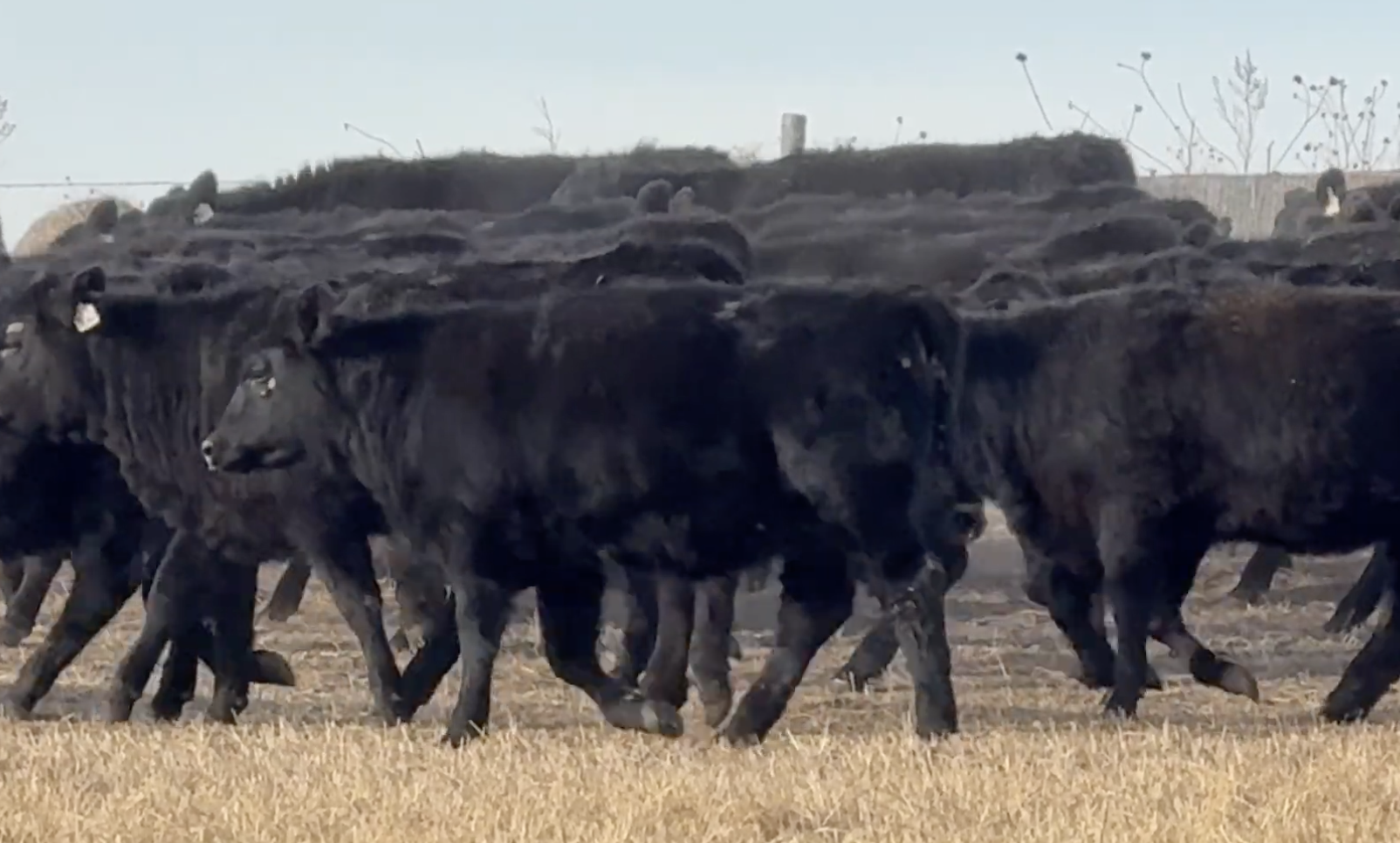 Lot 109 - Paul Vinton - Whitman, NE - 183 hd of 650# Replacement Heifers