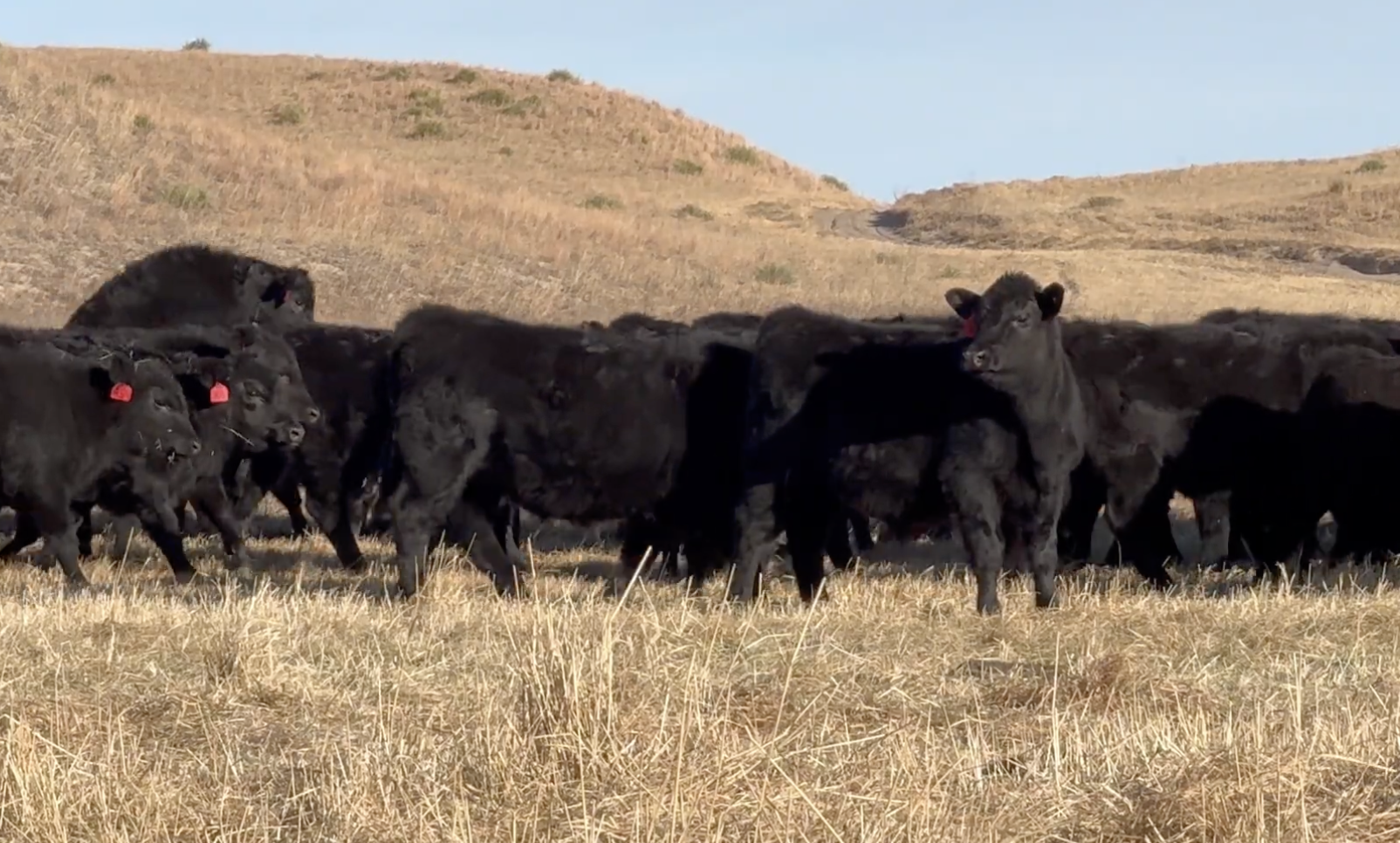 Lot 61 - Ridenour Land &amp; Cattle LTD - Mullen, NE - 90 hd of 610 Steers