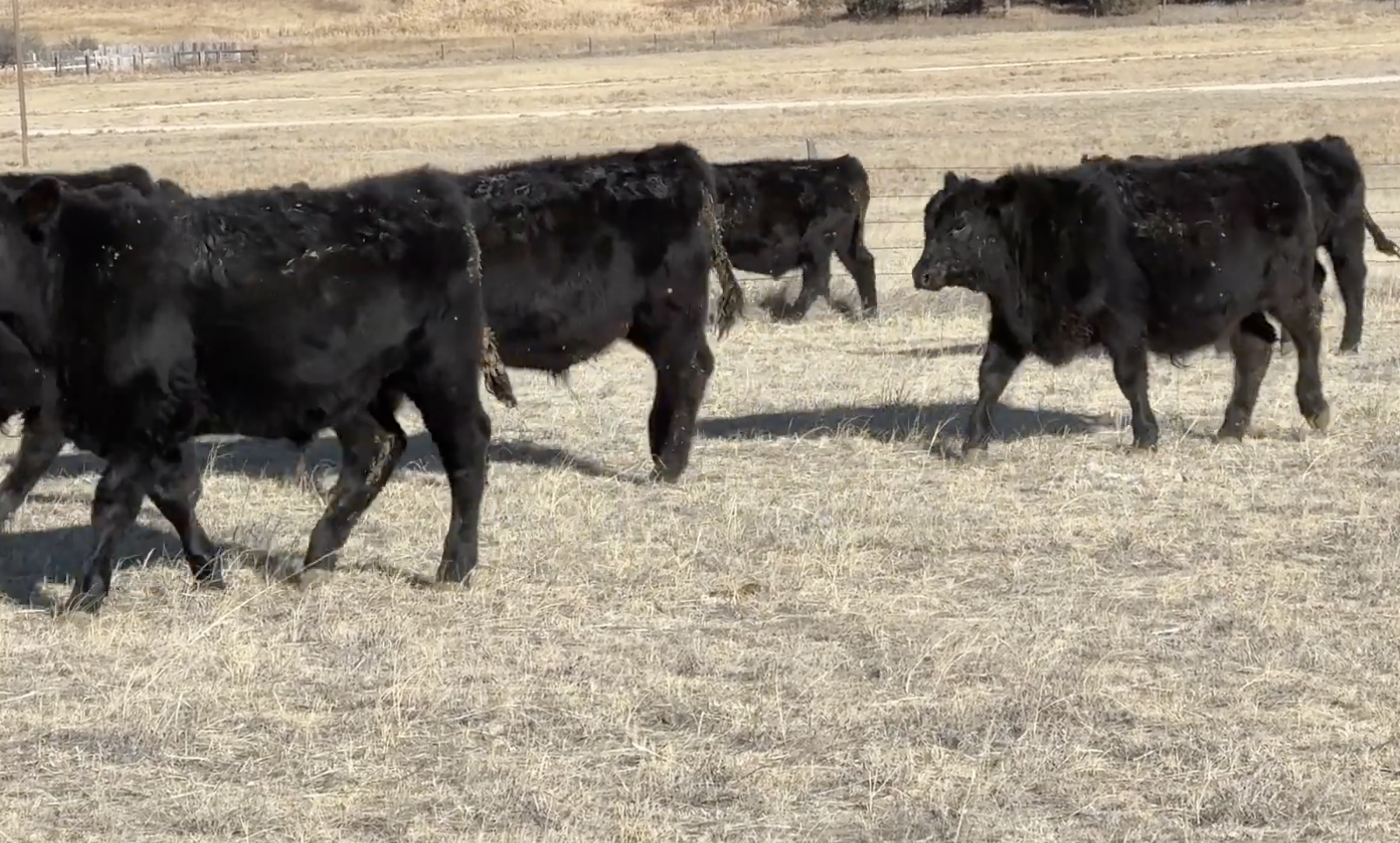 Lot 152 - Jim &amp; Maureen Skavdahl - Marsland, NE - 190hd of 860# Steers - NHTC/Angus Verified