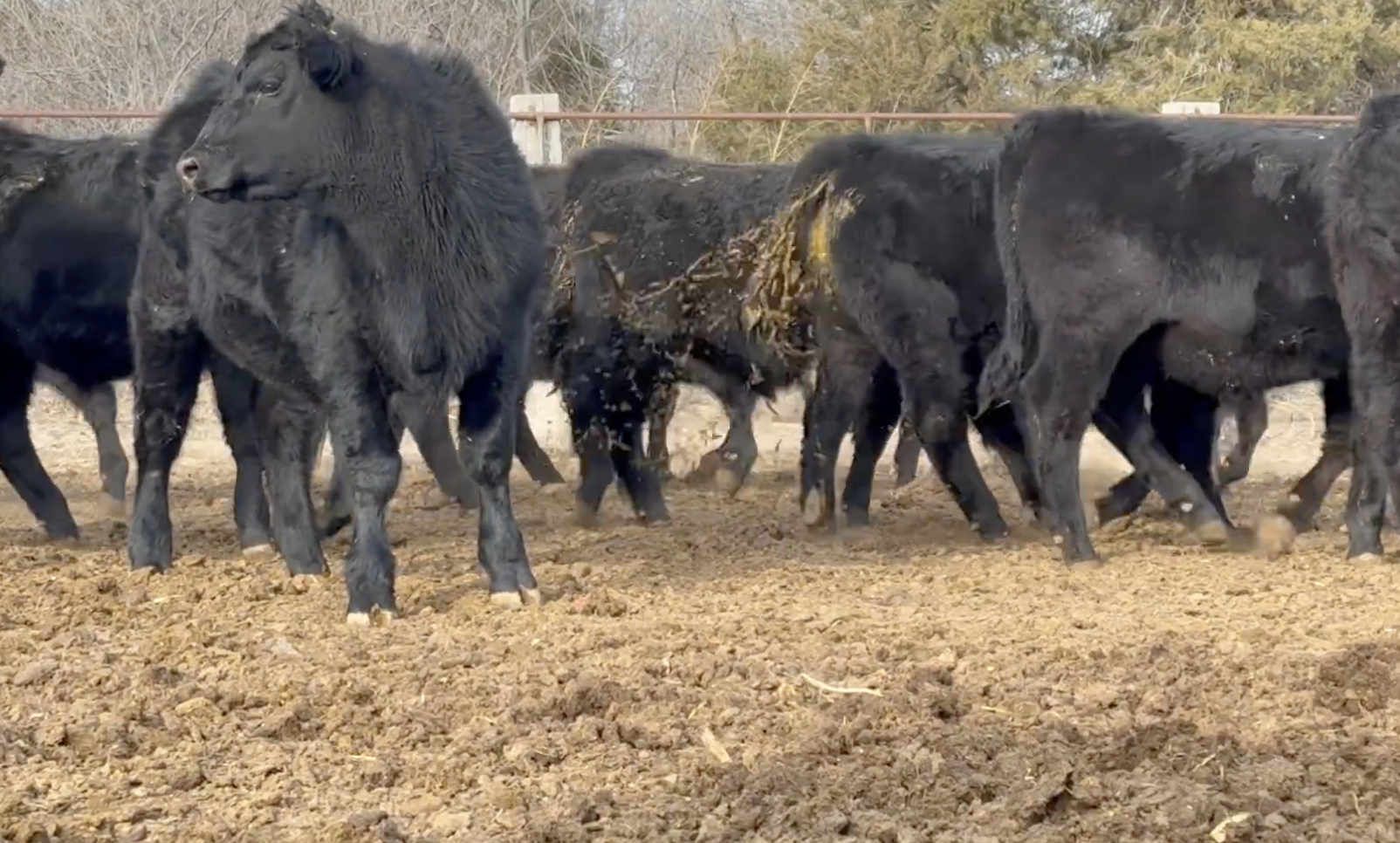 Lot 21 - Neil &amp; Kristi Spanel - Anselmo, NE - 78 hd of 760# Steers - NHTC 