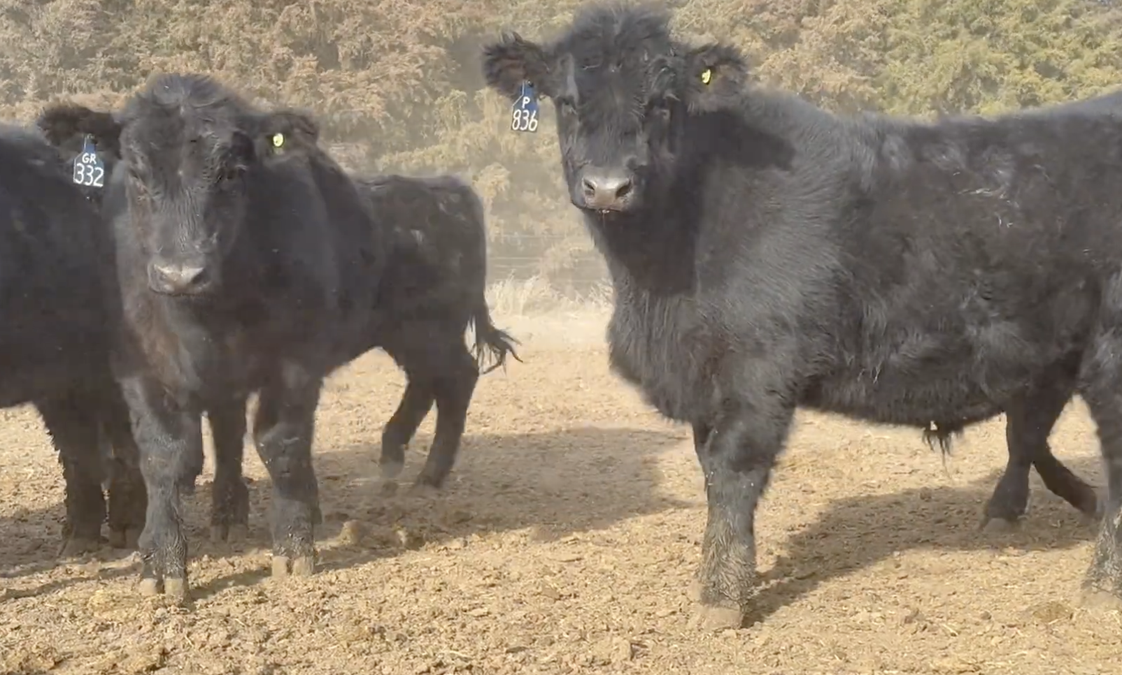 Lot 153 - Kyle, Cole &amp; Trent Geiser - Merna, NE - 200hd of 850# Steers - NHTC