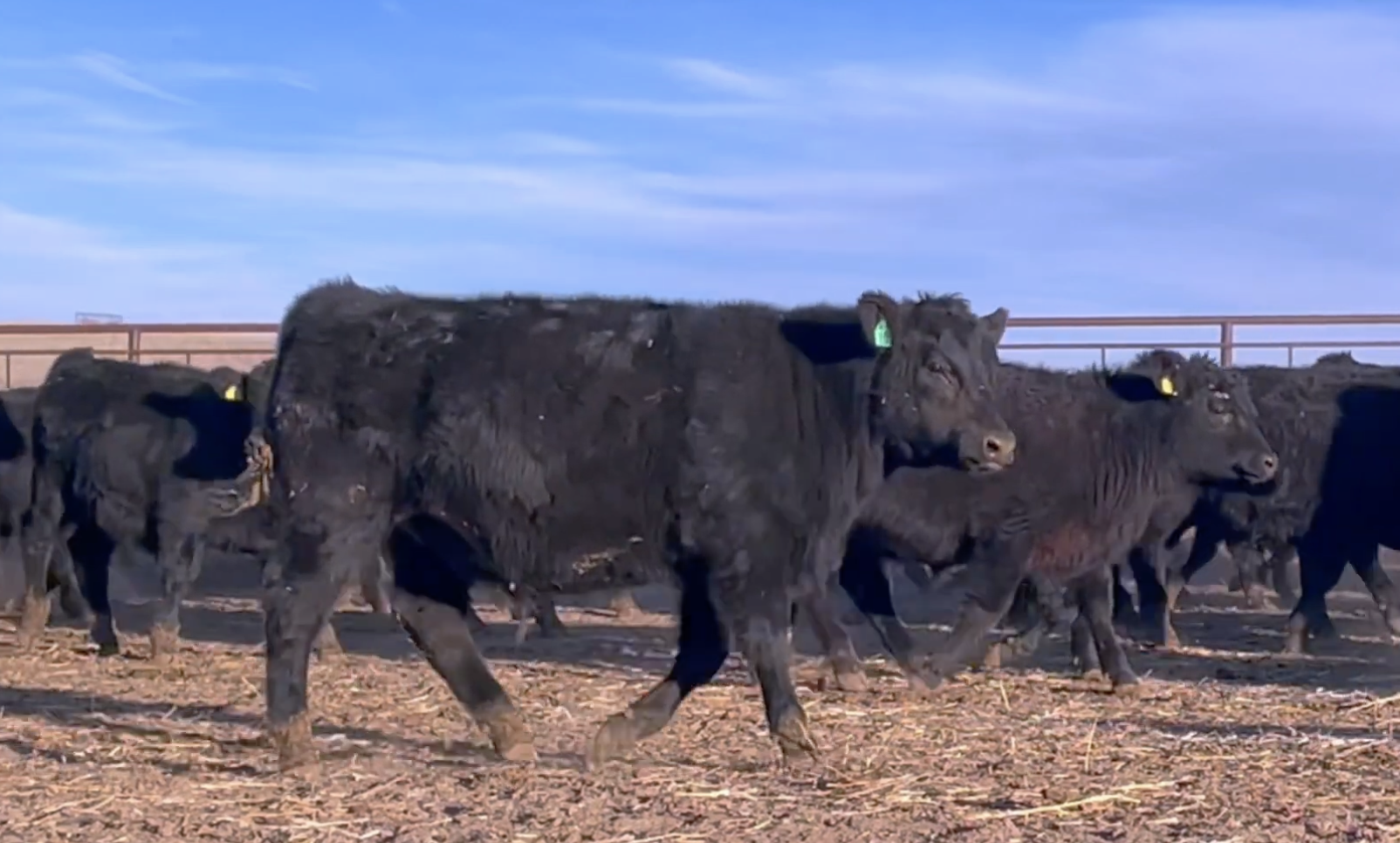 Lot 151 - Jim &amp; Maureen Skavdahl (Carlson Place)- Marsland, NE - 297 hd of 820# Steers - NHTC/Angus Verified