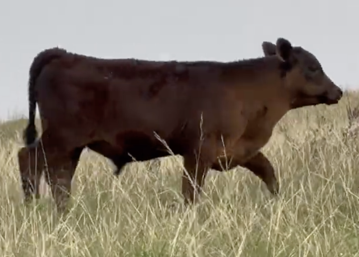 Lot 1107 - Tim and Deanna Simonson- Mullen, NE - 95hd of 600# steers - *Angus Verified*