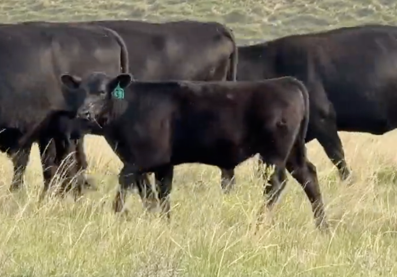 Lot 1106 -Big Creek Ranch LLC - Mullen, NE - 200 hd of 565# steers - *NHTC*