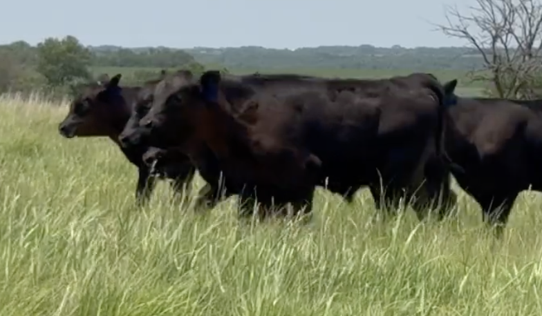 Lot 1111 - Kindler Cattle Company - Phillipsburg, KS - 200hd of 565# weaned steers 