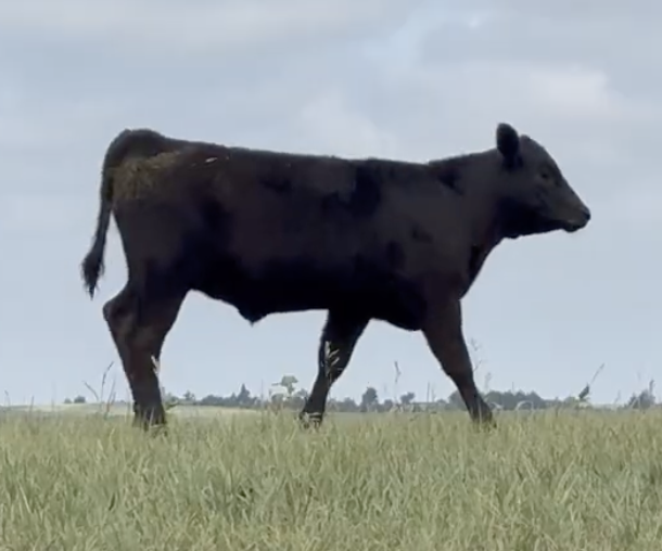 Lot 1150 - Eagle Hills Ranch - Gothenburg, NE - 260hd of 760# weaned steers - *NHTC/Angus Verified/BeefCARE*