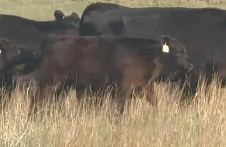 Lot 1114 - Flying U Cross LLC / Darren and Kevin Vinton - Whitman, NE - 400hd of 525# weaned steers - *NHTC, BeefCARE, Angus Verified*