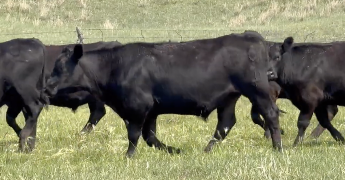 Lot 1223 - Albert Ericksen/Ericksen Sandhills Ranch - 165 hd - 930# Yearling Steers - Seneca, NE *NHTC/Angus Verified*