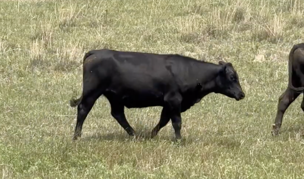 Lot 1279 - Albert Ericksen/Ericksen Sandhills Ranch - 140hd - 870# Yearling Heifers - Seneca, NE *NHTC/Angus Verified* 