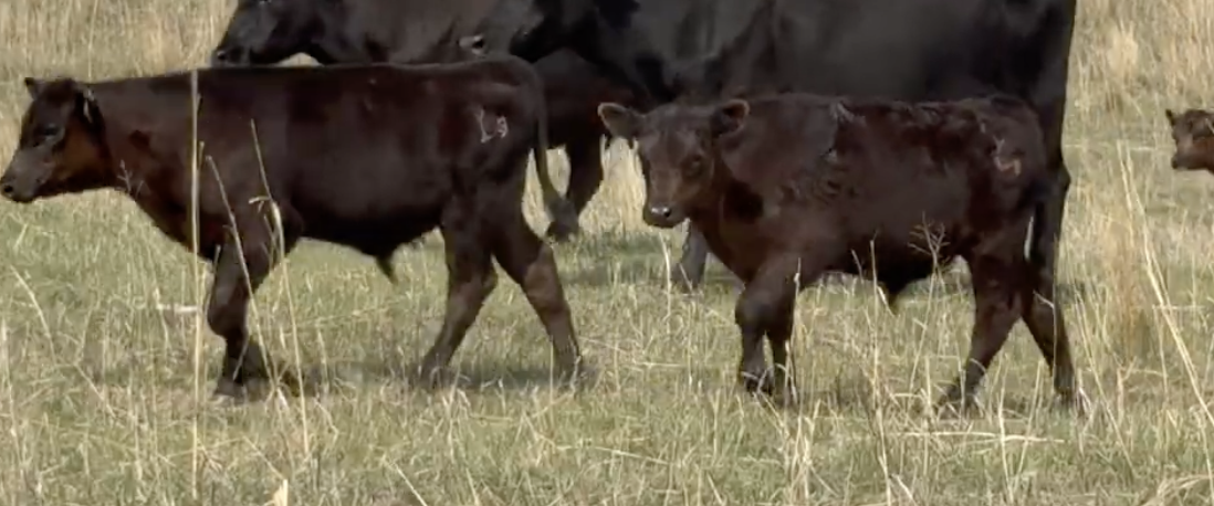 Lot 1116 - JW &amp; Clara Schmid - Mullen, NE - 95 hd of 625# weaned steers - *Angus Verified*
