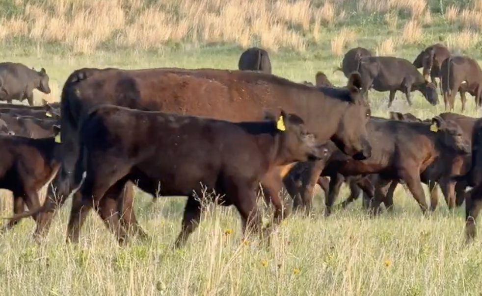 Lot 1117 - Paul Vinton / V Bar V Ranch  - Whitman, NE - 400hd of 625# weaned steers - *NHTC/BeefCARE*