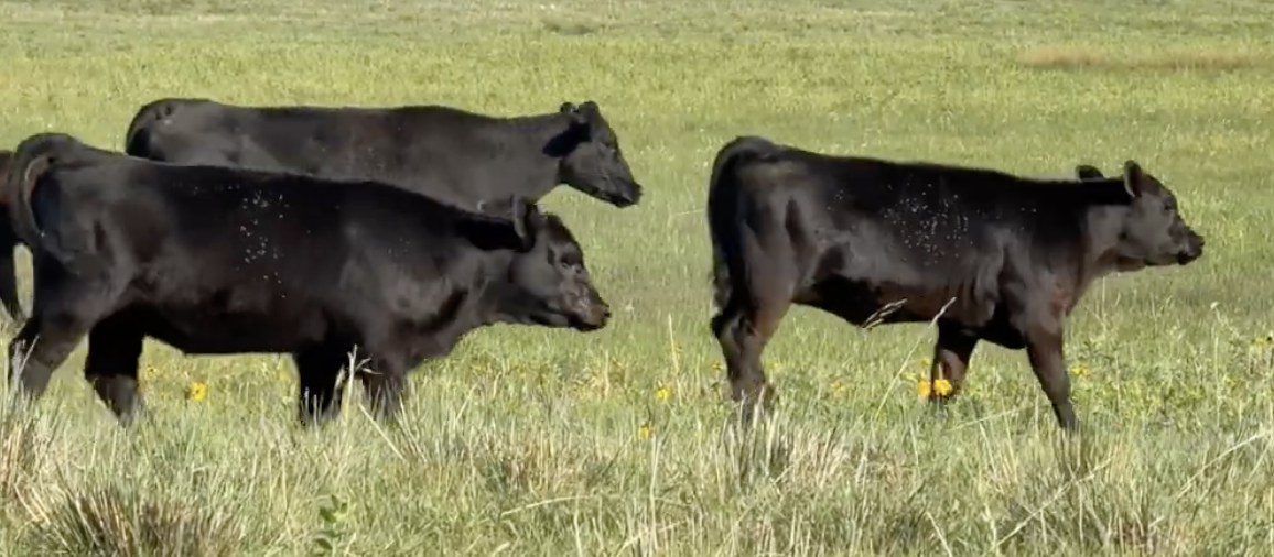 Lots 1103 a &amp; b - Chris Vinton Ranch Co - Whitman, NE - 2 X 220 hd of 500# steers - *Angus Verified/BeefCARE* - WITH OPTION