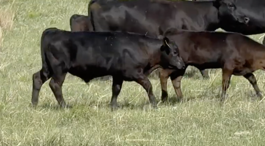 Lot 1115 - Clint Taylor and David Vinton - Curtis, NE - 250 hd of 625# weaned steers - *Age and Source Verified*