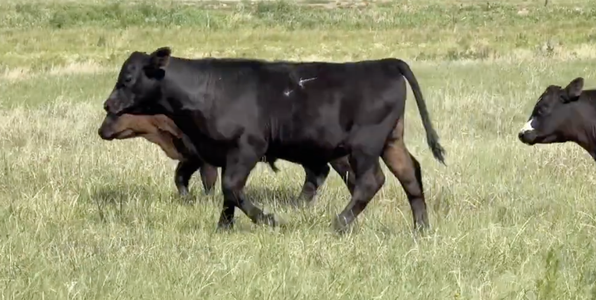 Lot 1104 - Johnson/Davis - Hyannis, NE - 100hd of 530# steers 