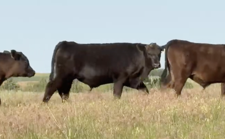 Lot 1148 - Andrews Ranch - Gordon, NE - 88hd - 675# steers 