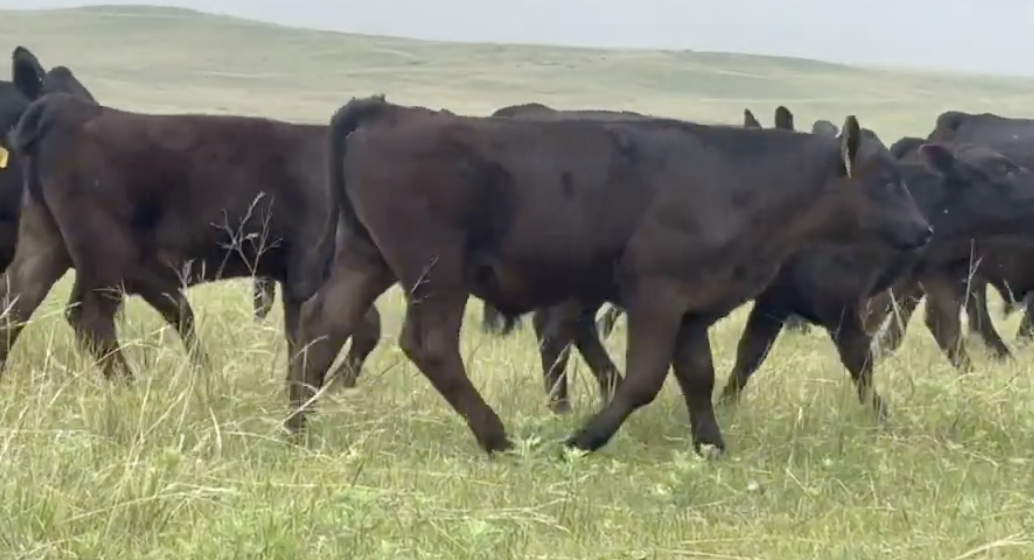 Lot 1108 - Vinton Land &amp; Cattle - Whitman, NE - 190hd of 520# weaned Angus steers - *Angus Verified/Age and Source Verified*