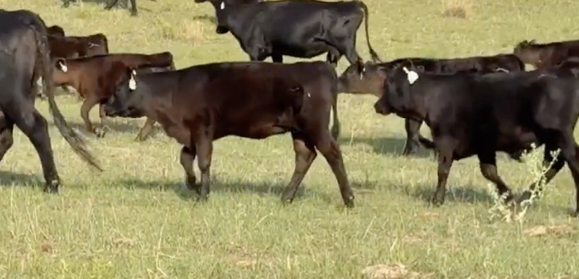 Lot 1154 - Brennemann Ranch LLC - Hyannis, NE - 200 hd of 710# weaned steers - *NHTC, Angus Verified*