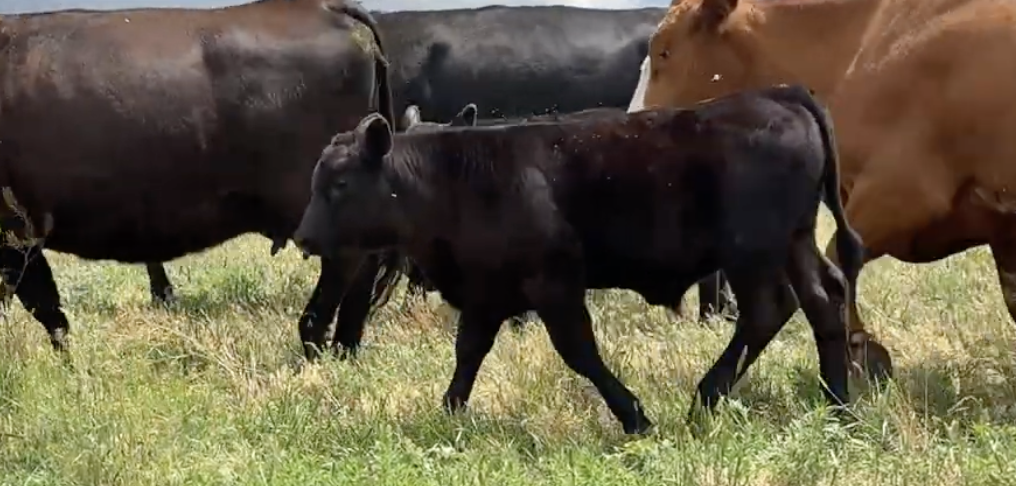 Lot 1349 - Saunders Land &amp; Livestock  - Upton, WY - 400hd of 590# steers 