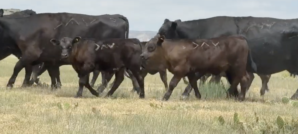 Lot 1118 - Dave and Ross Cuny / Rock Springs Ranch  - Buffalo Gap, SD - 270hd of 600# steers - *NHTC/Angus Verified*