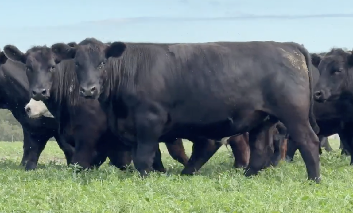 Lot 1271 - Dan Beck - 60hd - 950# Yearling Steers - Dallas, SD