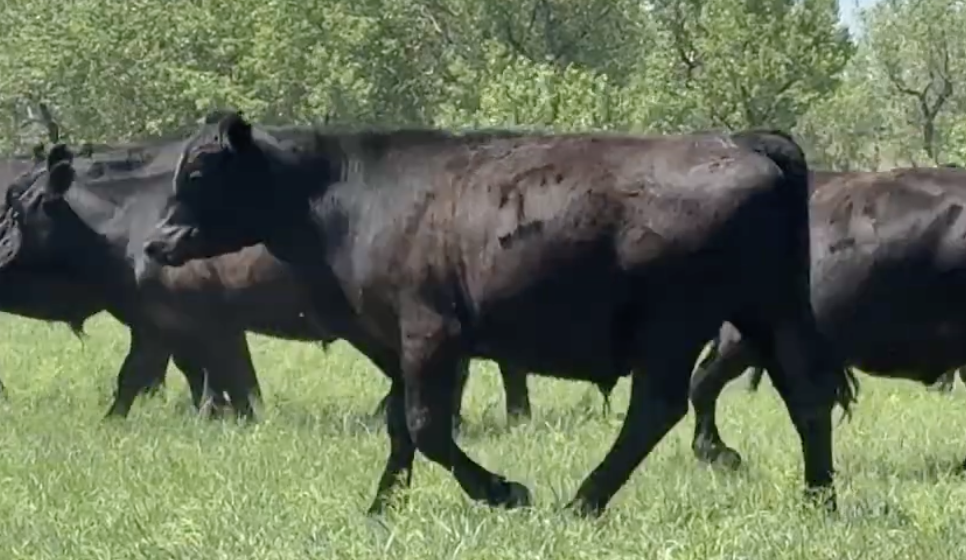 Lot 1224 - Dent-Lee General Partnership - 180 hd - 940# Yearling Steers - Seneca, NE *NHTC/Angus Verified/BeefCARE*