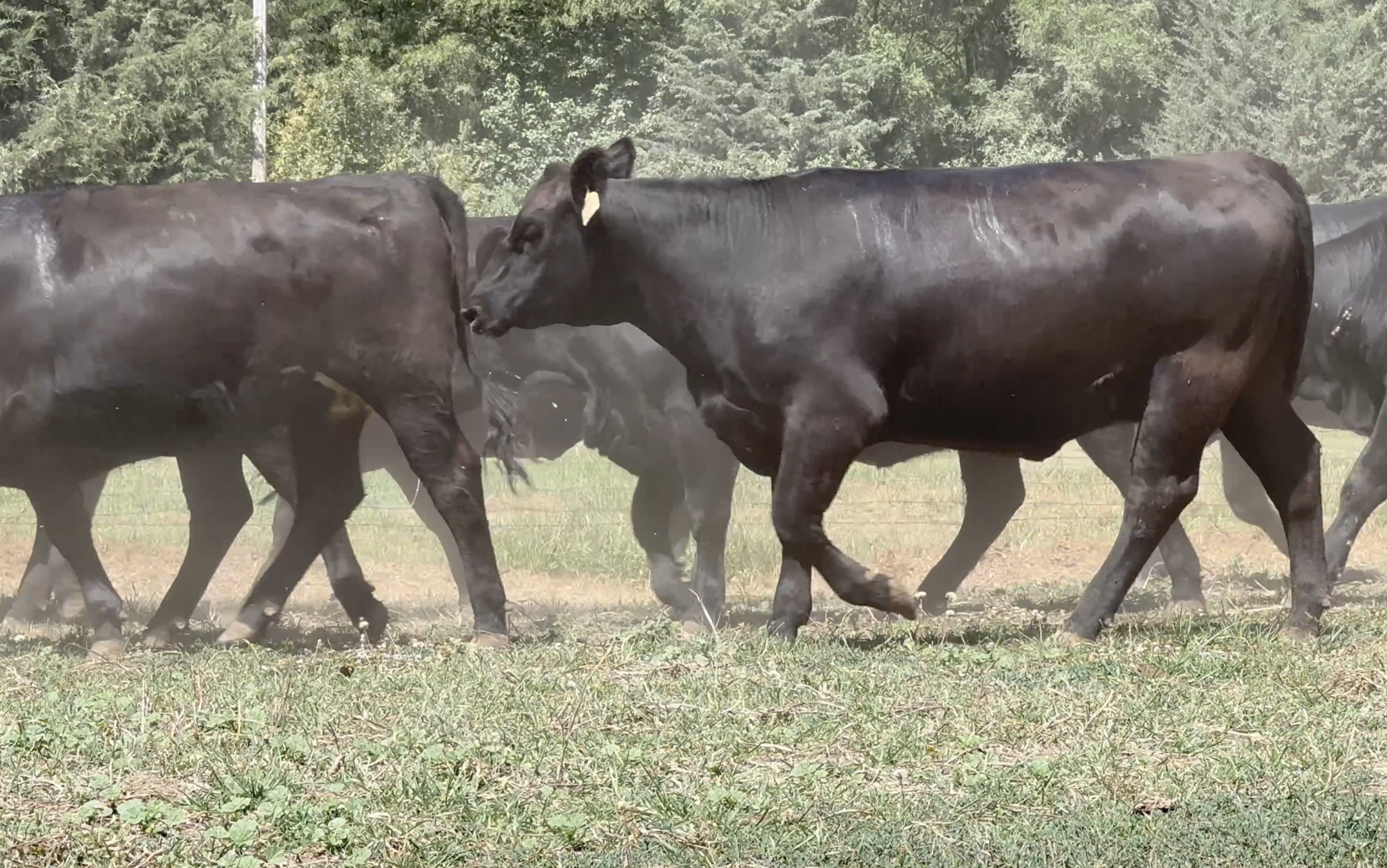Lot 1281 - Gerdes Farms - 125hd - 970# Open Yearling Heifers - Valparaiso, NE