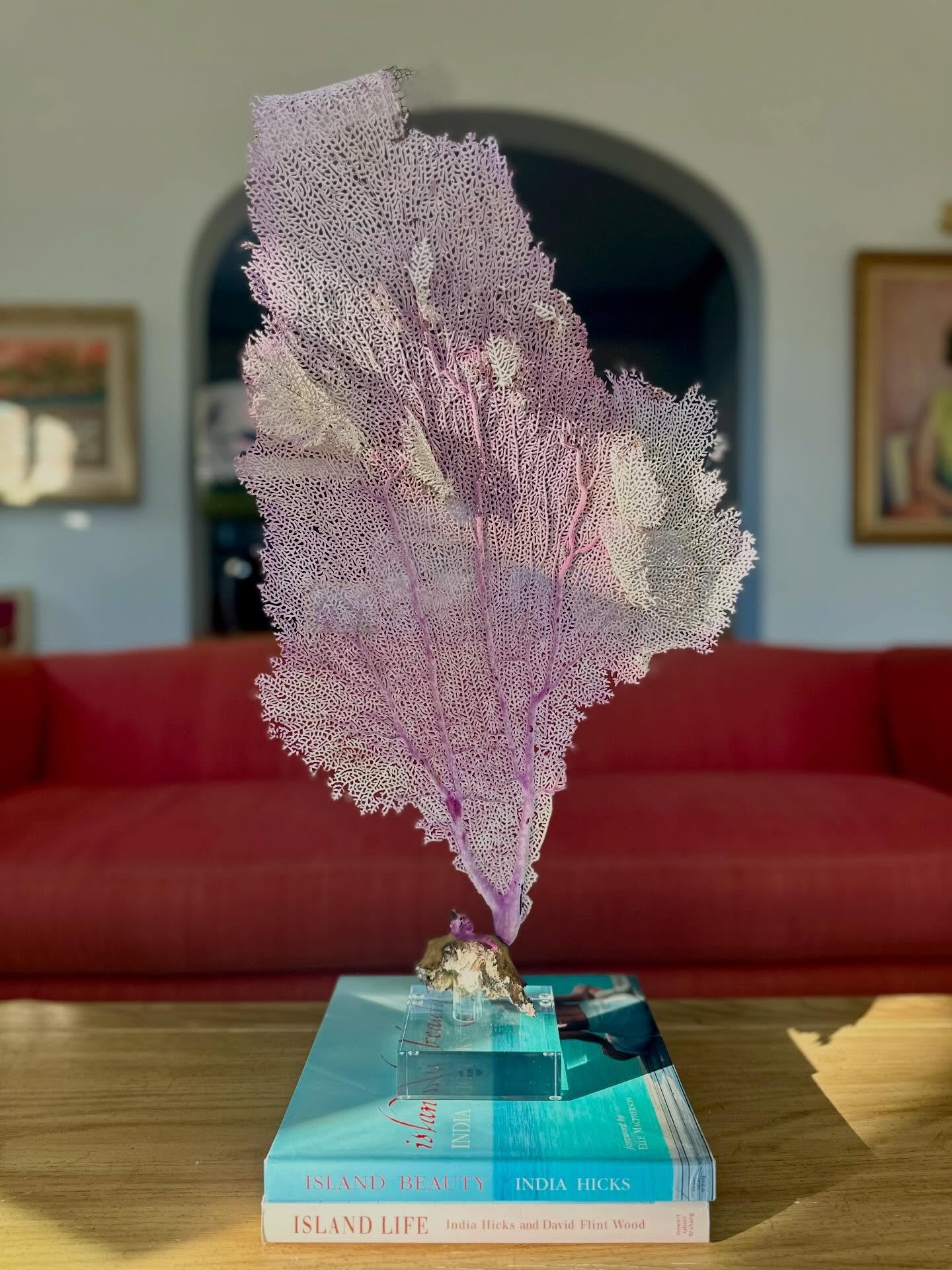 The Traveling Sea Fan - A Short Story 🪸

Years ago, in the midst of covid, I was lucky enough to escape the dreary days of winter and embark on a three week excursion to the Bahamas and Miami 🌴 My favorites!

One day while exploring my favorite isl