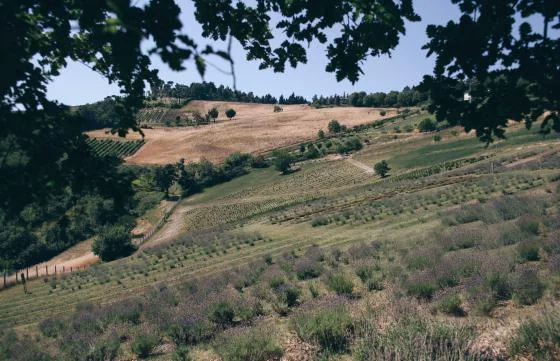 farm.jpg
