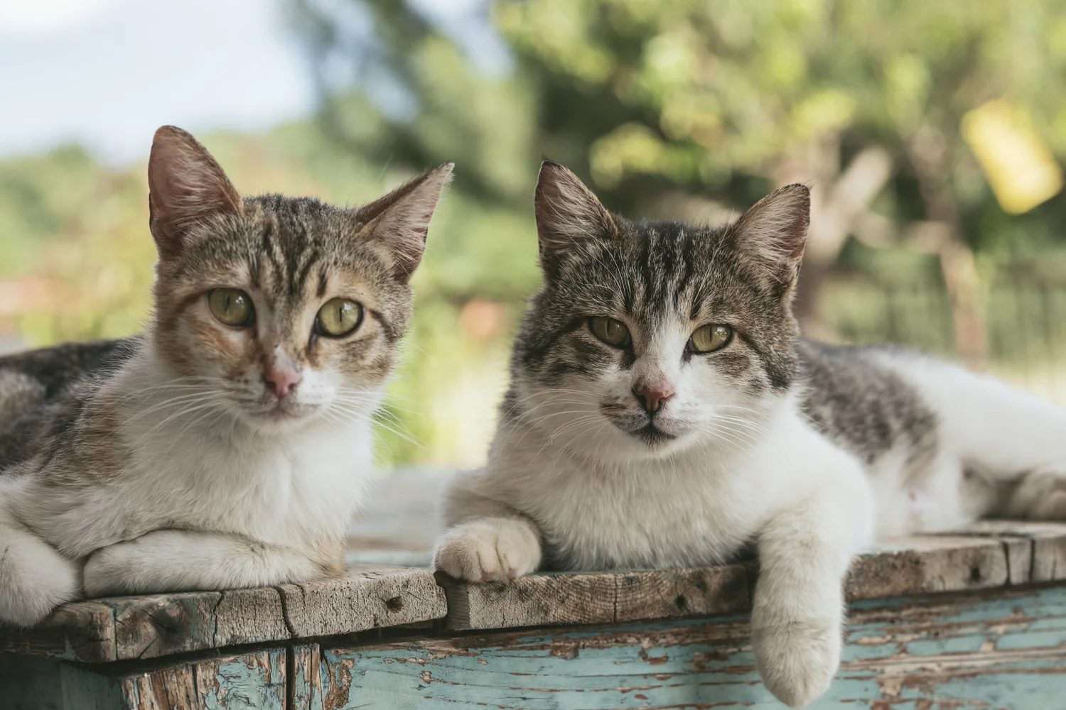 Low Cost Spay Neuter Welcome To P A H