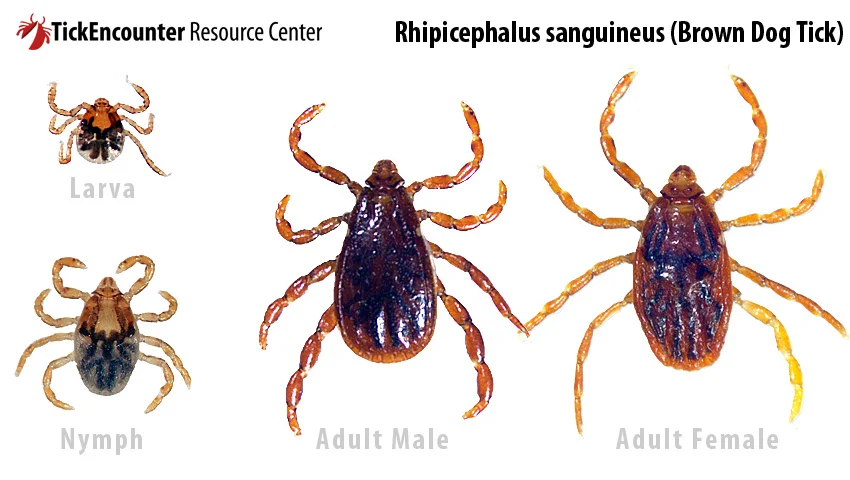 brown dog tick.jpg