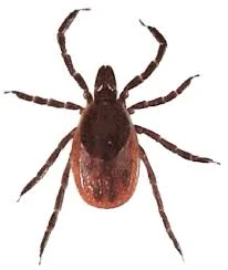 ixodes.jpg