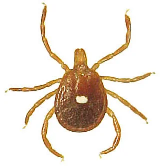 lone-star-tick.jpg