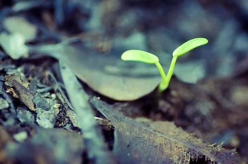 The Nature Art Maker - by Shirley Sokol