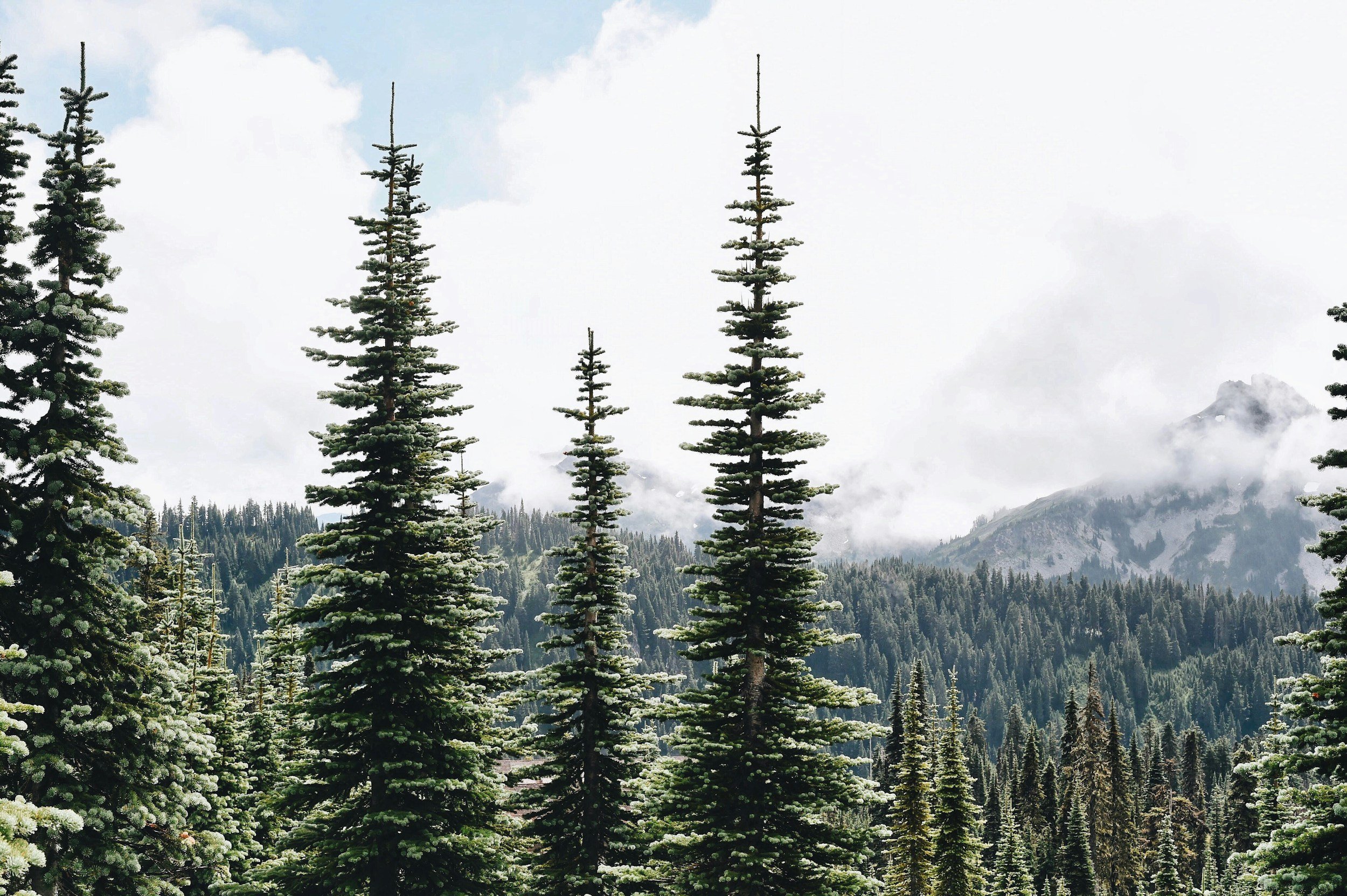 Ghost Pines - Lyrics by Michael Henchman 