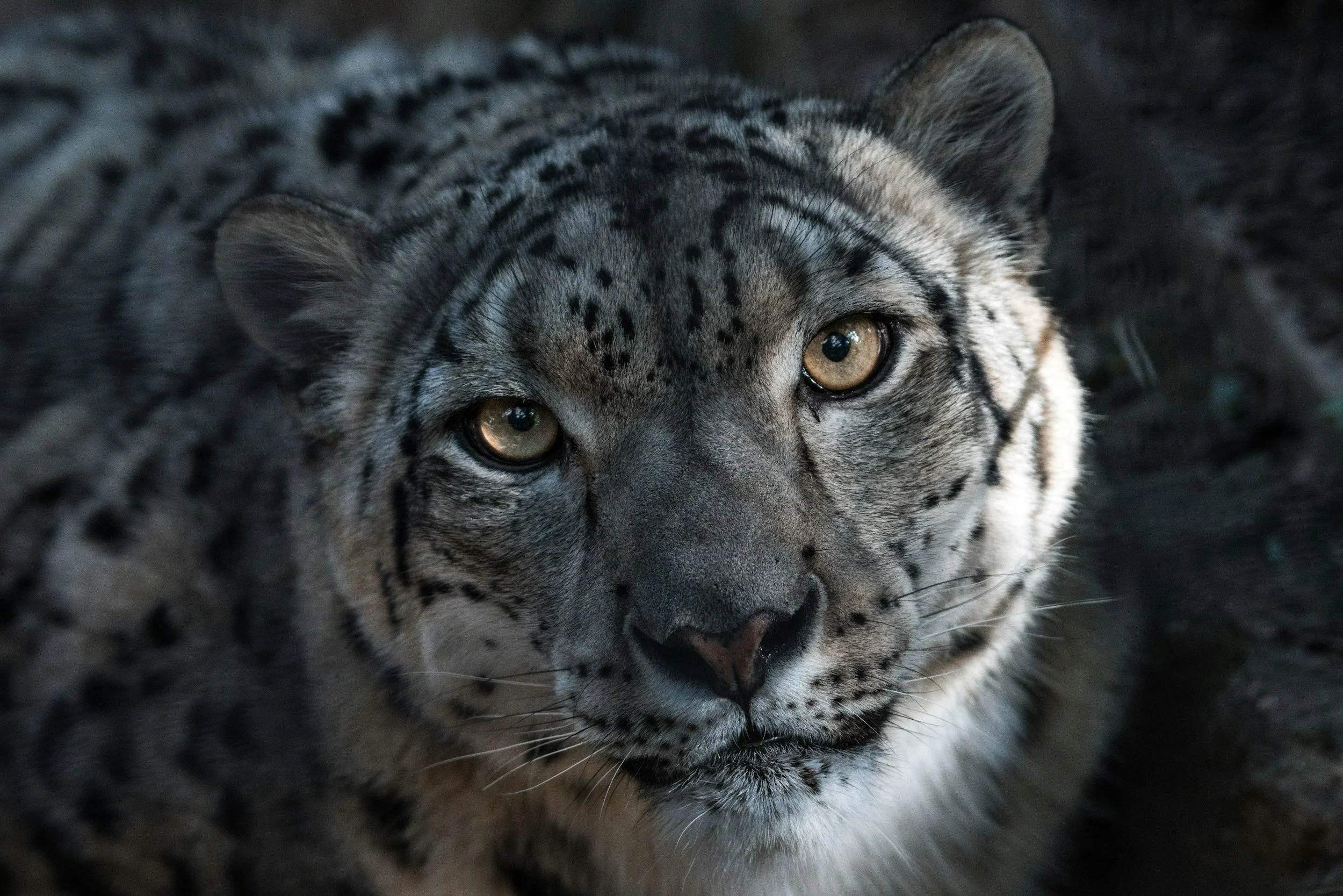 Endangered Species: We Need Each Other - by Shirley Sokol
