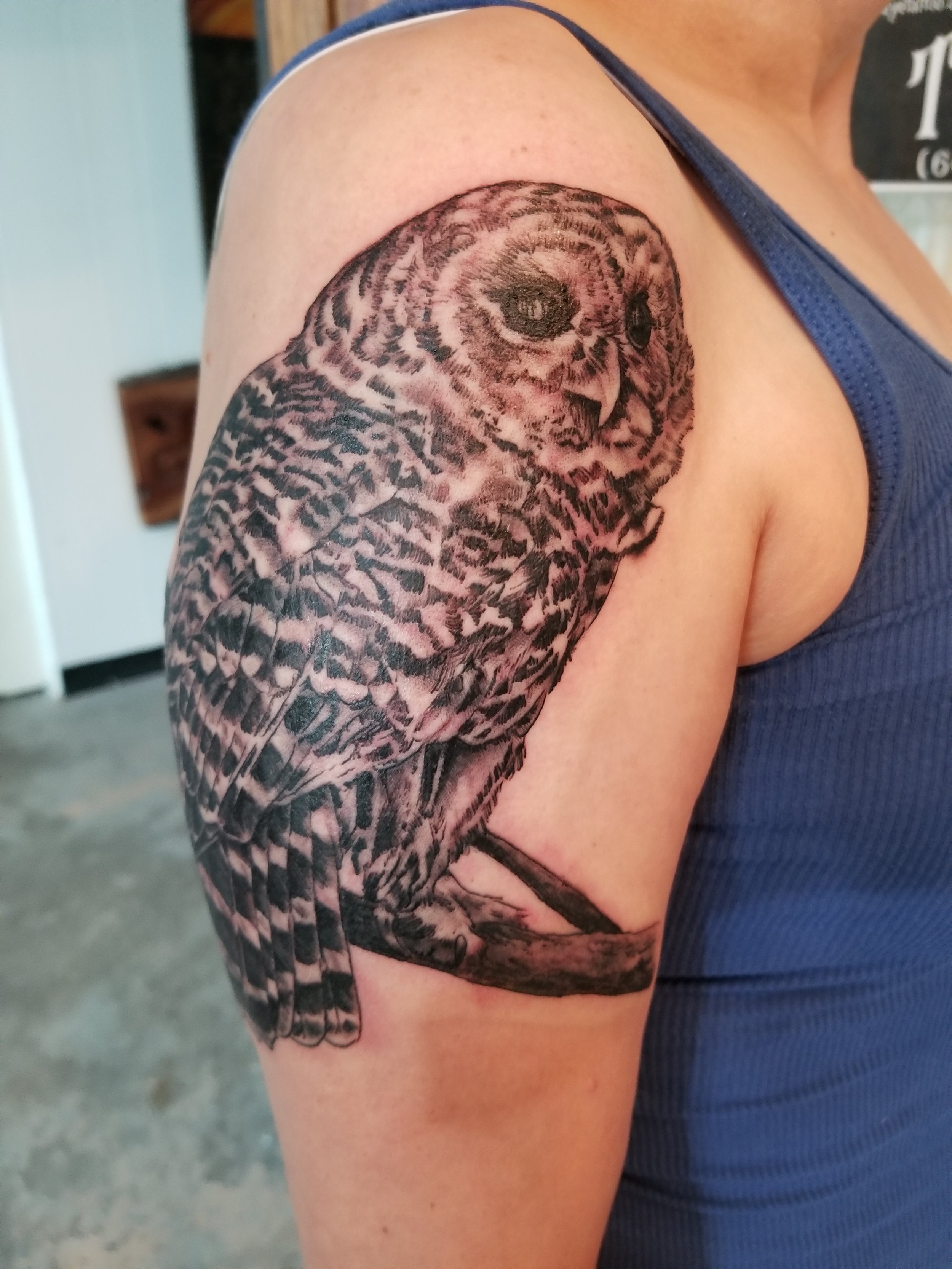 Owl