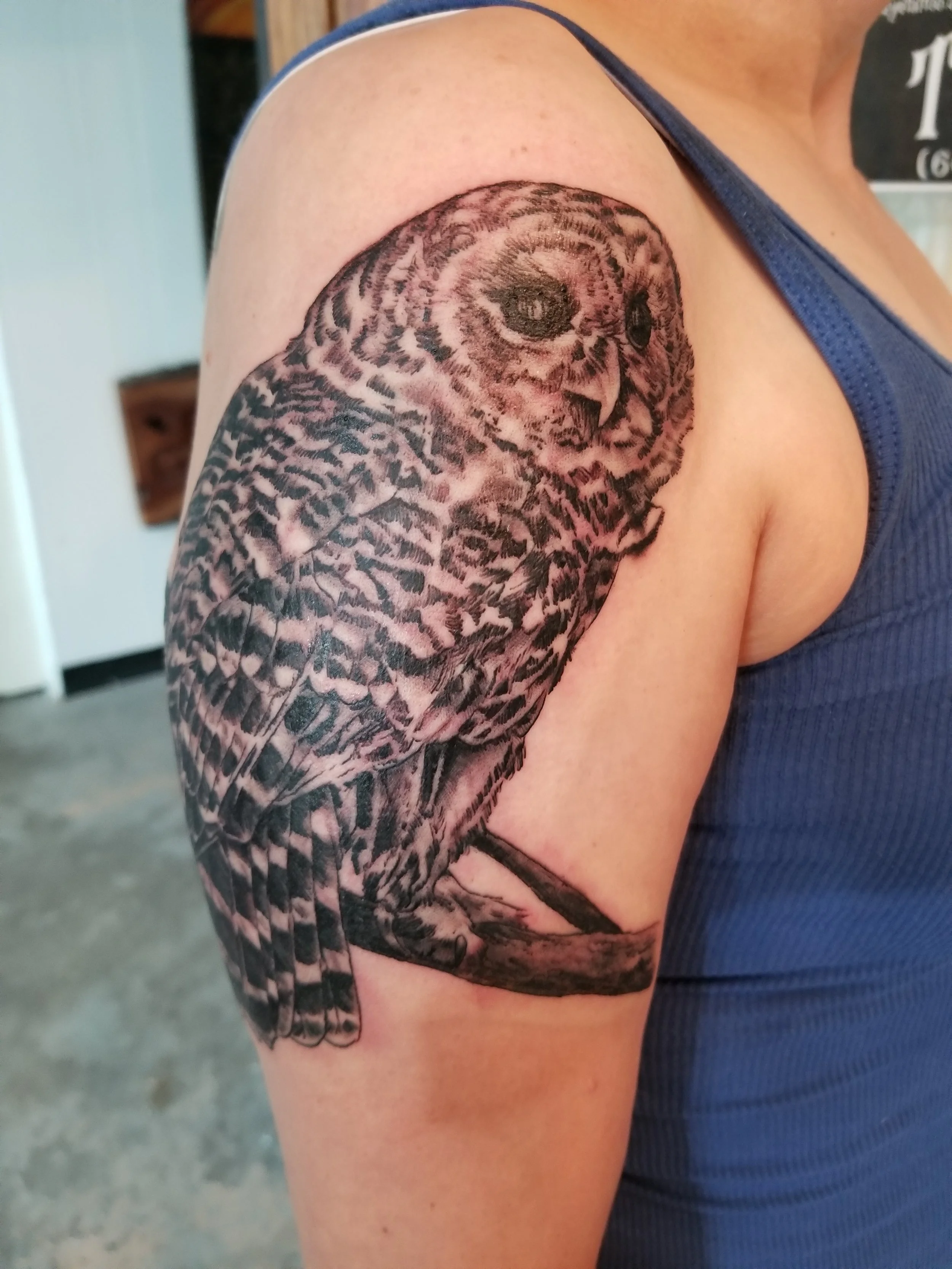 Owl